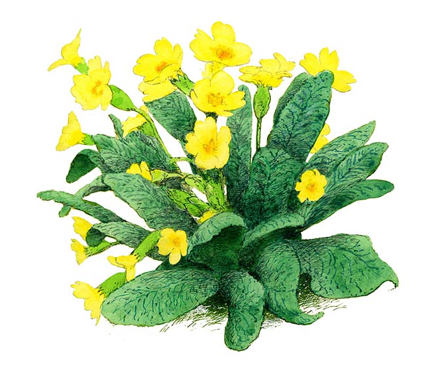 Primroses.jpg